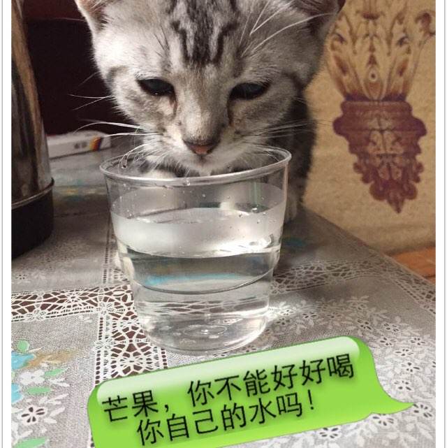 购买刚果共和国身份证